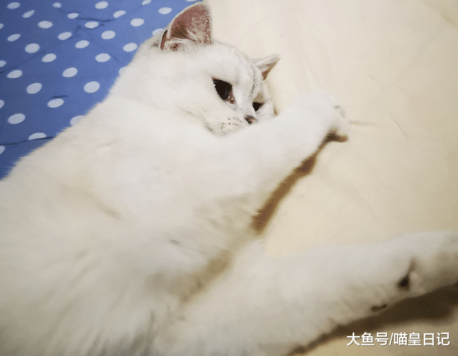 喵星人最喜欢的六个睡觉地方，除了猫窝，基本能睡的地方都睡了