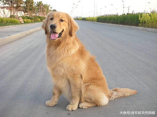 狗狗颜值排名: 最漂亮的5种狗狗, 最傻那个, 你是认真的吗?