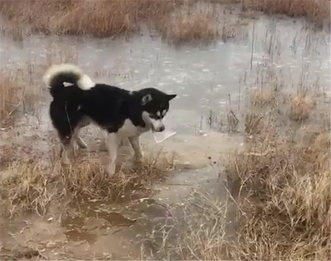 主人给果园浇水，二哈站在水坑里乱刨，狗：请叫我浇水汪……