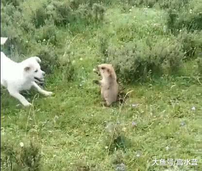 当土狗遇到了土拨鼠，这一刻绝对有种从未有过的熟悉感！