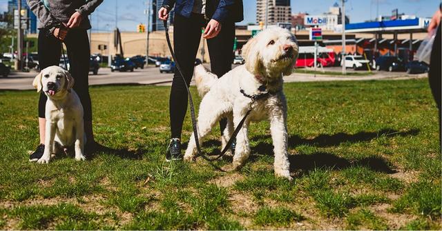 天天带狗散步，你知道狗狗需要遛多久吗？小狗运动量不一定小