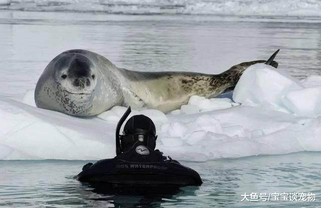 它们用体温去救人，可是人却利用它的善良进行杀戮