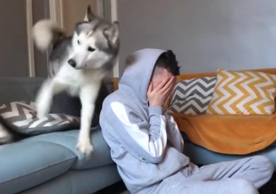 忠心程度差的几种狗，对外人比主人还亲，狗贩子的目标！