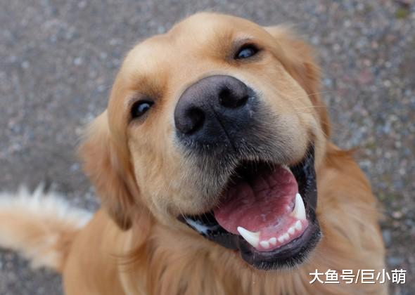 不知道狗狗是否真的喜欢你？它们的爱，其实都藏在了日常生活当中