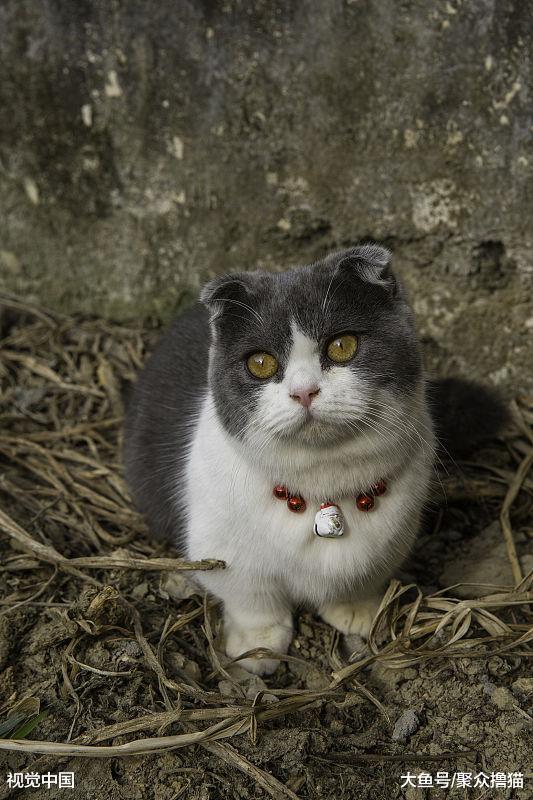 一旦喵星人出现异食癖，铲屎官首先要考虑，该给猫咪改善伙食了