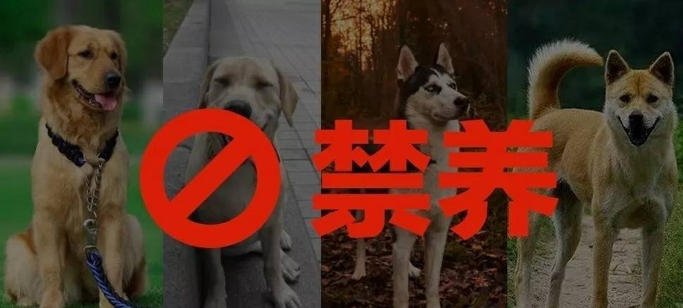 最严禁犬令，35种犬不能养，萨摩耶、中华田园犬上榜！