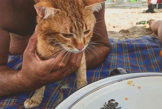 流浪猫投怀送抱，被司机收养，没想到竟带来意外的好运……
