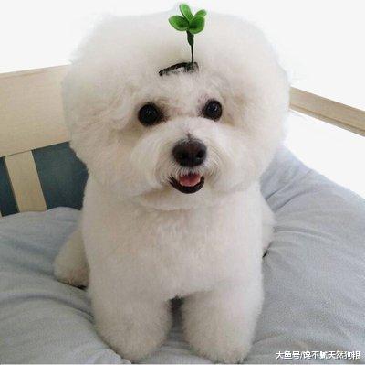 7个关于狗狗的“错误说法”，你知道几个？