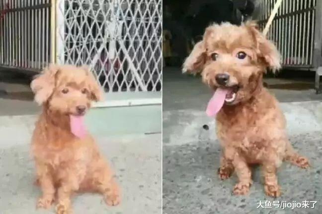 泰迪陪伴主人8年卻因狗血理由被遺棄，不知被棄的它還在原地癡望