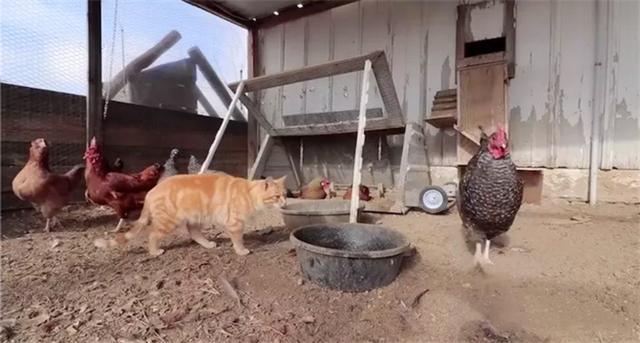 胖橘抢鸡食后遭公鸡追逐，落败后被人嘲笑，无奈寻求铲屎官安慰！