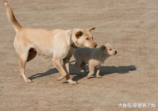宠物狗玩套路是什么样子的？