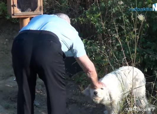 狗狗在路边神社等着它的主人回家，然而这一等就是18个月……