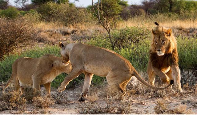 雄狮在外偷腥被雌狮给撞见，正妻打小三，看谁能打得过谁