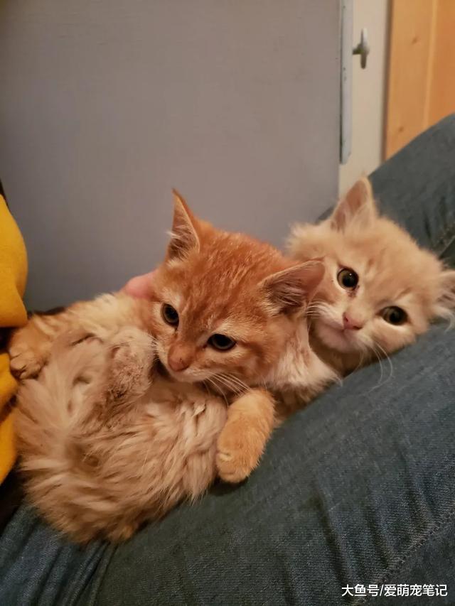 7只小橘猫被女孩强行救走，猫妈妈也被绝育收养，现在都备受宠爱