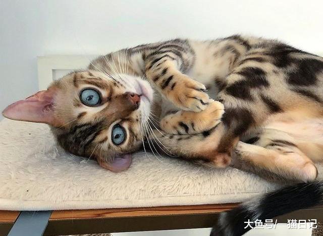 猫咪钴胺素（维生素B12）缺乏症是什么引起的？