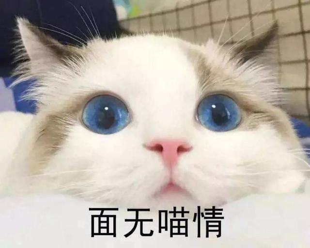猫咪起名三大常见模板，主人学会正确取名方法，增进和爱猫的感情