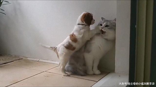 这么大一只猫，被一只小奶狗给堵到墙角了，这样子有点给猫丢脸啊