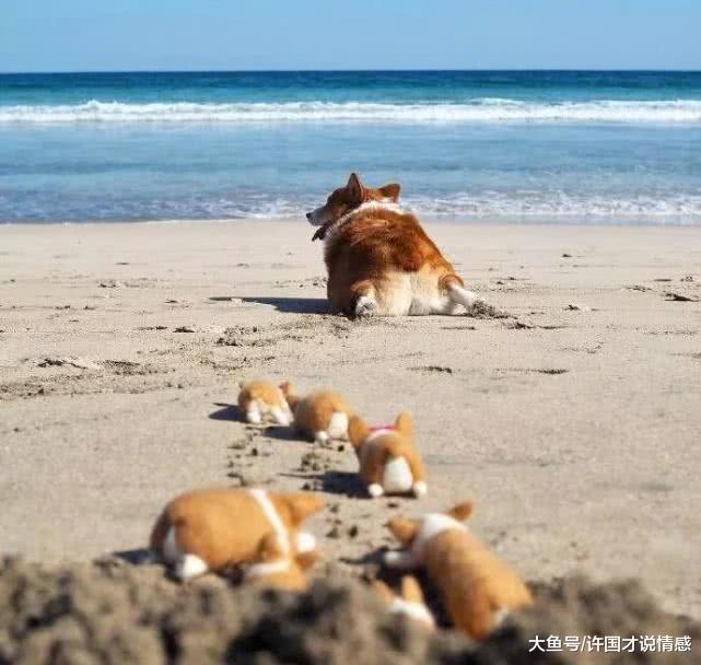 狗狗掉毛主人脑洞大开，将毛编成小奶狗后，感叹主人的心灵手巧！