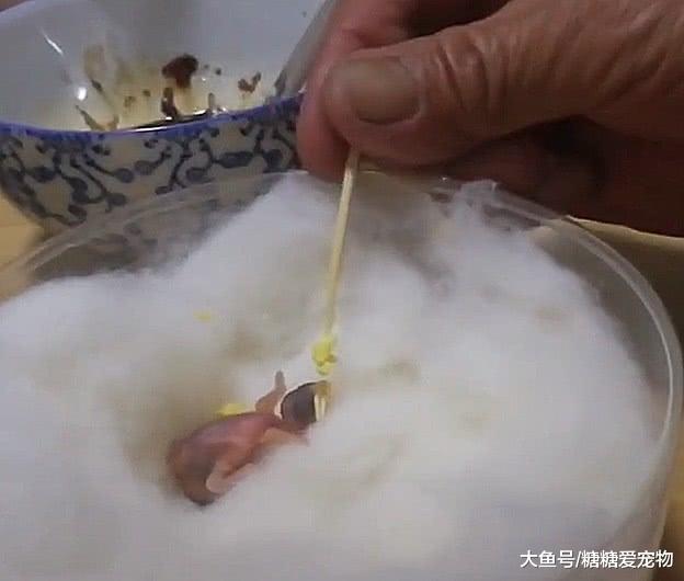 网友捡到幼鸟，未睁眼的幼鸟张嘴求喂，网友：么感情的吃饭机器！