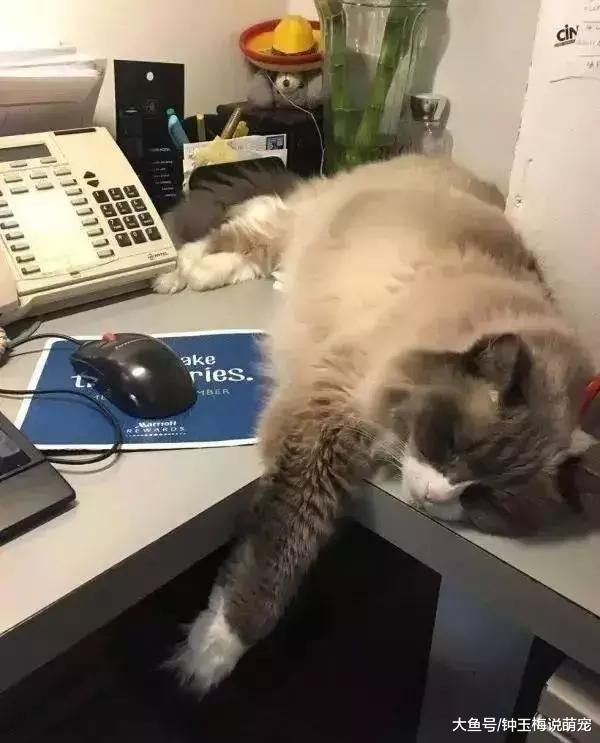 一只流浪布偶猫被酒店收留，“打工”7年报答恩情，结局暖哭了