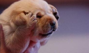 過年主人放鞭炮，土狗嚇的夾著尾巴逃跑，德牧興奮的踩鞭炮玩