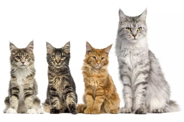 个头都快赶上小老虎了，你说你是家猫？