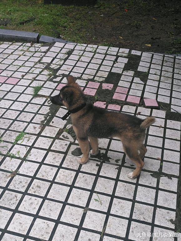 网友最开心的事就是带德牧玩儿，它就是个“开心果”