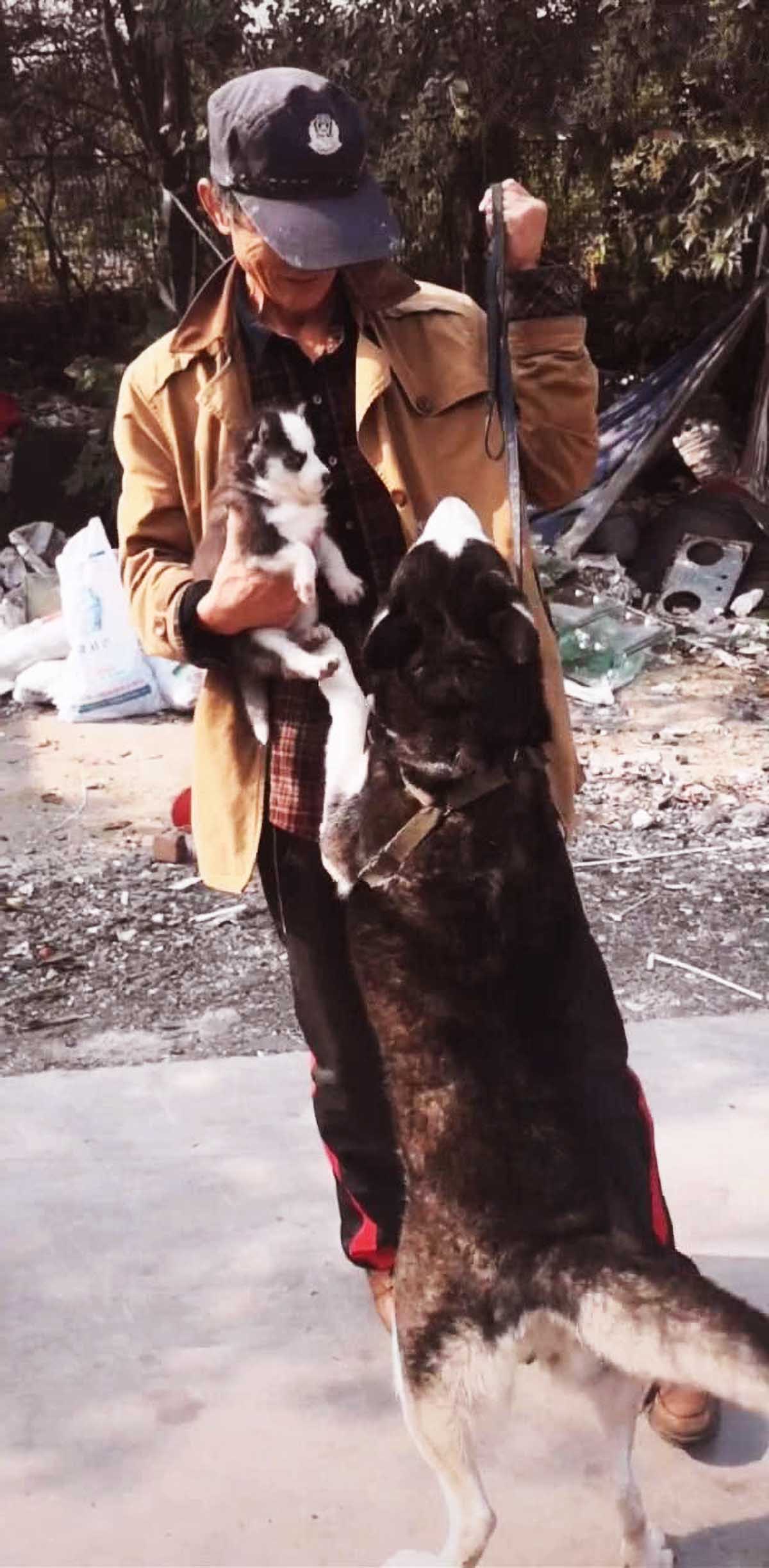 狗狗哀求主人，不要卖自己骨肉，下意识的举动，彻底让网友泪崩！