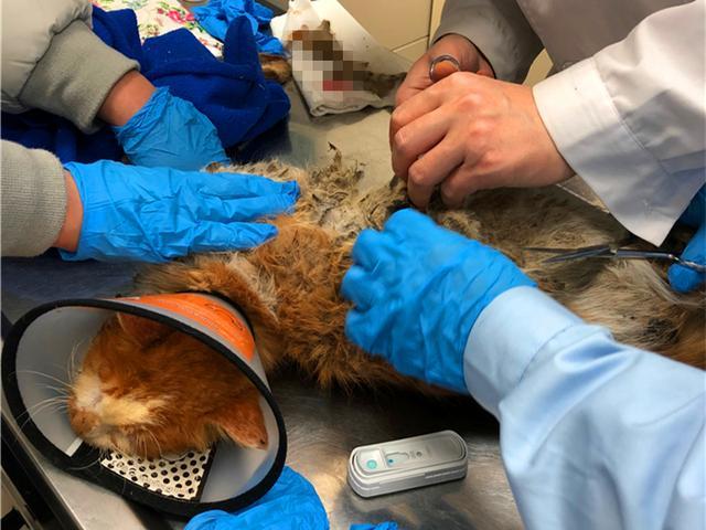 好心人救助受伤橘猫后，猫咪选择留下报恩，铲屎官喜提噬元兽！