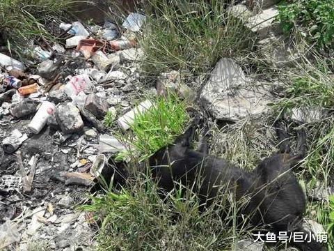 狗妈妈外出找食物，中毒倒在石堆里，留下6只孤苦伶仃的幼犬