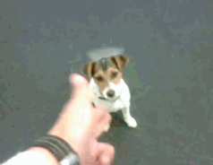 外国小哥实力演绎养狗和养猫的区别，太形象生动了