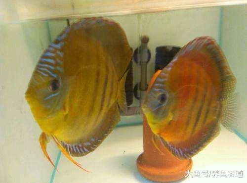 把一个鱼缸的陶粒全部倒到另一个鱼缸里，水质如何快速澄清？