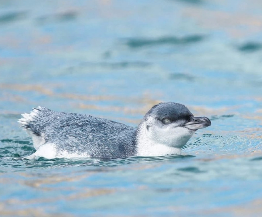 这只狗狗在一座岛上保护了企鹅近十年！年迈的它如今光荣退休