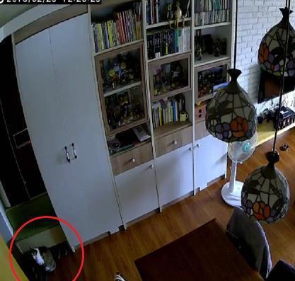 捡回的猫咪太奸诈，网友打算送人，看到监控后泪奔，立马改变主意