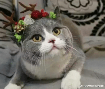 ?短毛猫为啥受欢迎？这4个优点是其他猫咪不能比的！你心动了吗