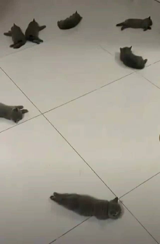 家里一群小奶猫，主人每天打开门都被绊脚，网友：酸了，金屋藏猫