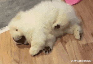 狗狗智商排名倒数的10位？让我来看看都是哪些傻狗……