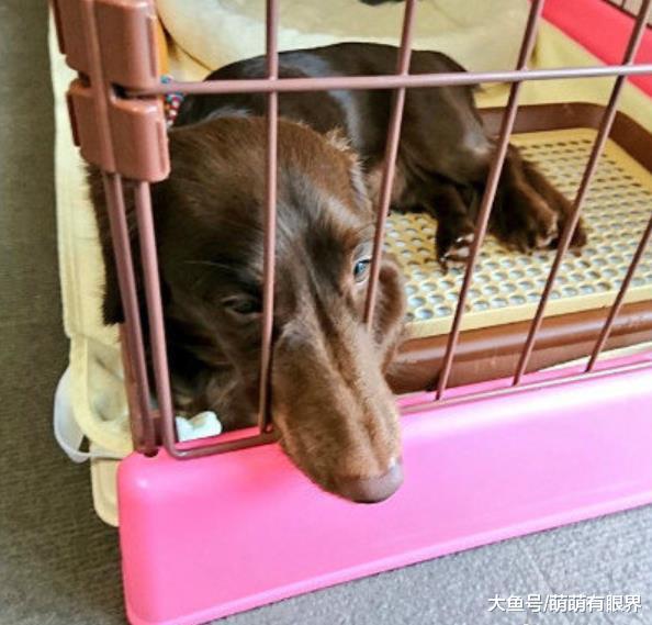 狗，是一种很喜欢用嘴卡住栏杆的动物……