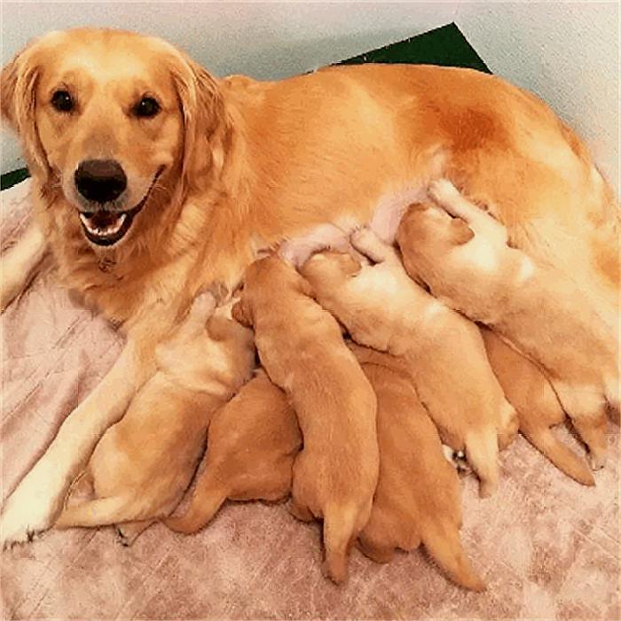 感人！小狗刚生下就夭折，狗妈妈不忍抛弃，一直把小狗叼在嘴里