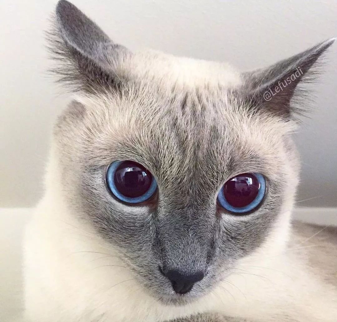 这只戴美瞳的大眼猫，看一眼就沦陷了