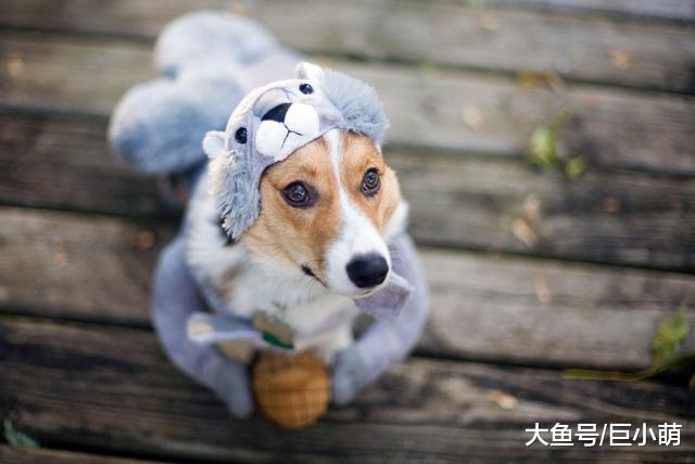 狗狗穿衣服很漂亮，它们怎么会不喜欢？狗真的喜欢穿衣服吗？