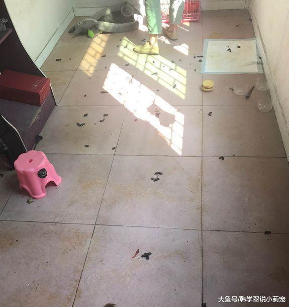 主人将泰迪犬留在家中，只为其留下了狗粮和水，它已经不成样子了