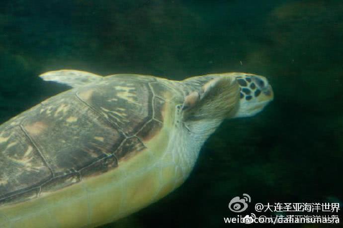 海龜在海洋館里趴了5年都沒動？官微回應了