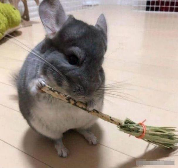 担心龙猫无聊，给它做个小扫把，不料龙猫的反应竟让主人哭笑不得