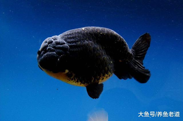 饲养金鱼，初期入缸这几个不正常的现象，我们一定要关注！