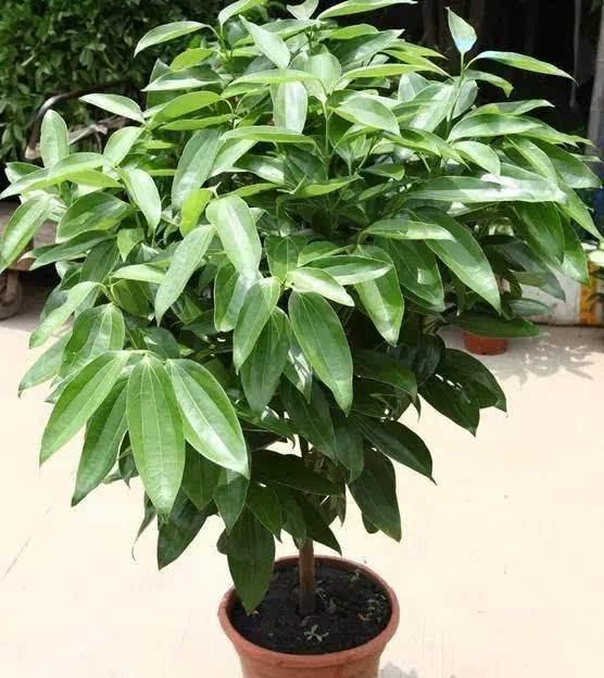 這8盆花草特別好養活，放客廳寓意大吉，養好了保你財源廣進！