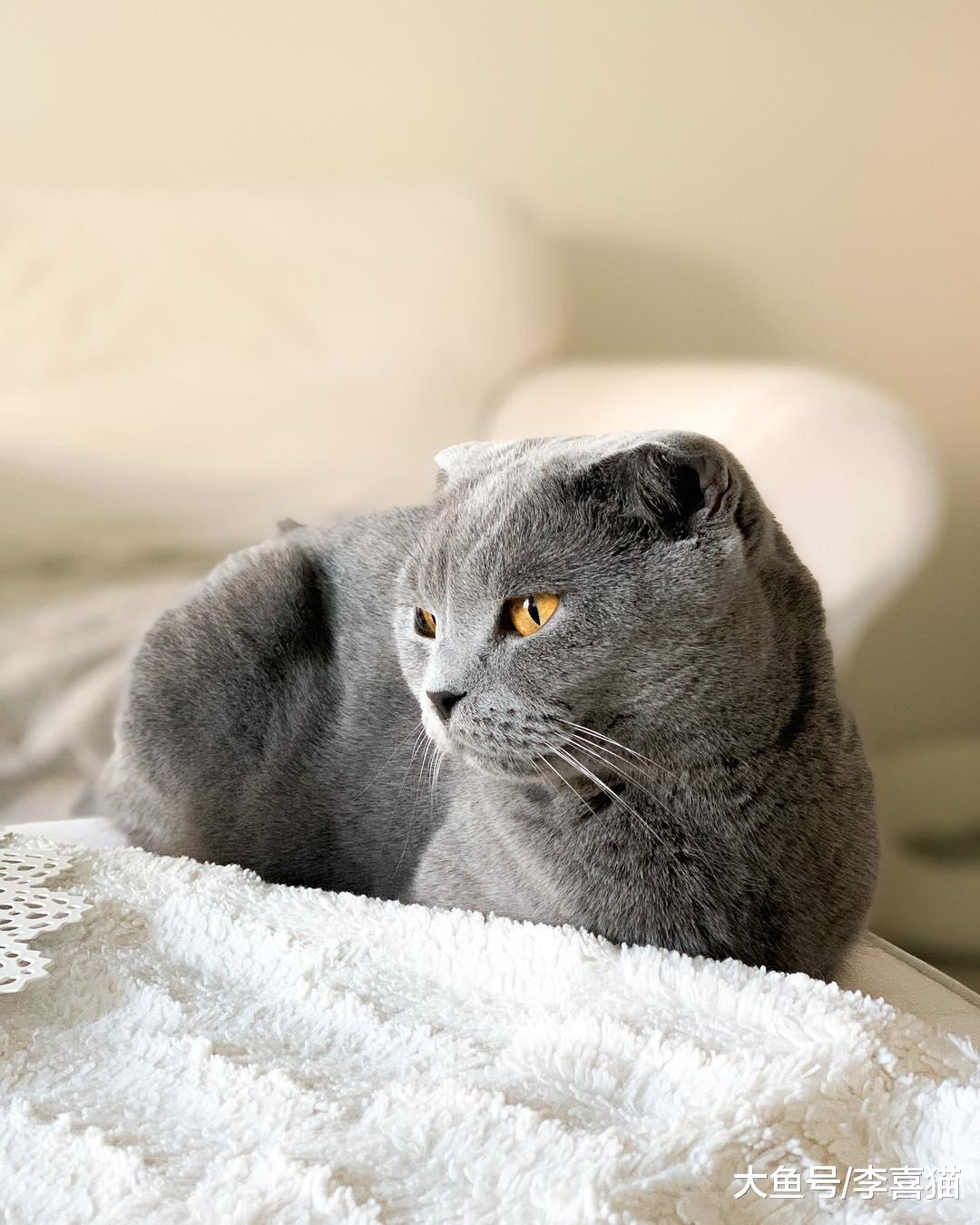 家里有猫的铲屎官出远门前要做好充分的准备，寄养并不是最优选择