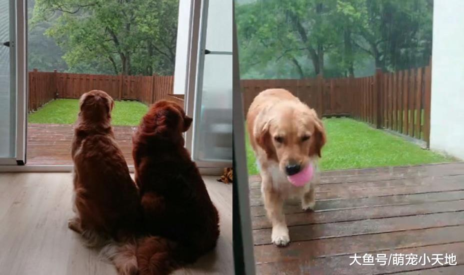 才刚洗好澡的阿金泪眼看心爱球球淋雨，开门笑脸冲出换妈无奈