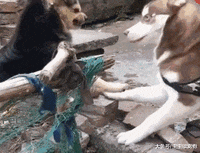 土狗被二哈“调戏”，甩手就打一巴掌，哈士奇秒怂变“软蛋”