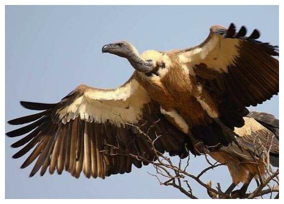 這種鳥能飛到幾千米高度，網友調侃：飛得太高，難怪禿頭